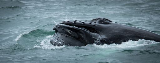 Whale Watching from Húsavík activity image