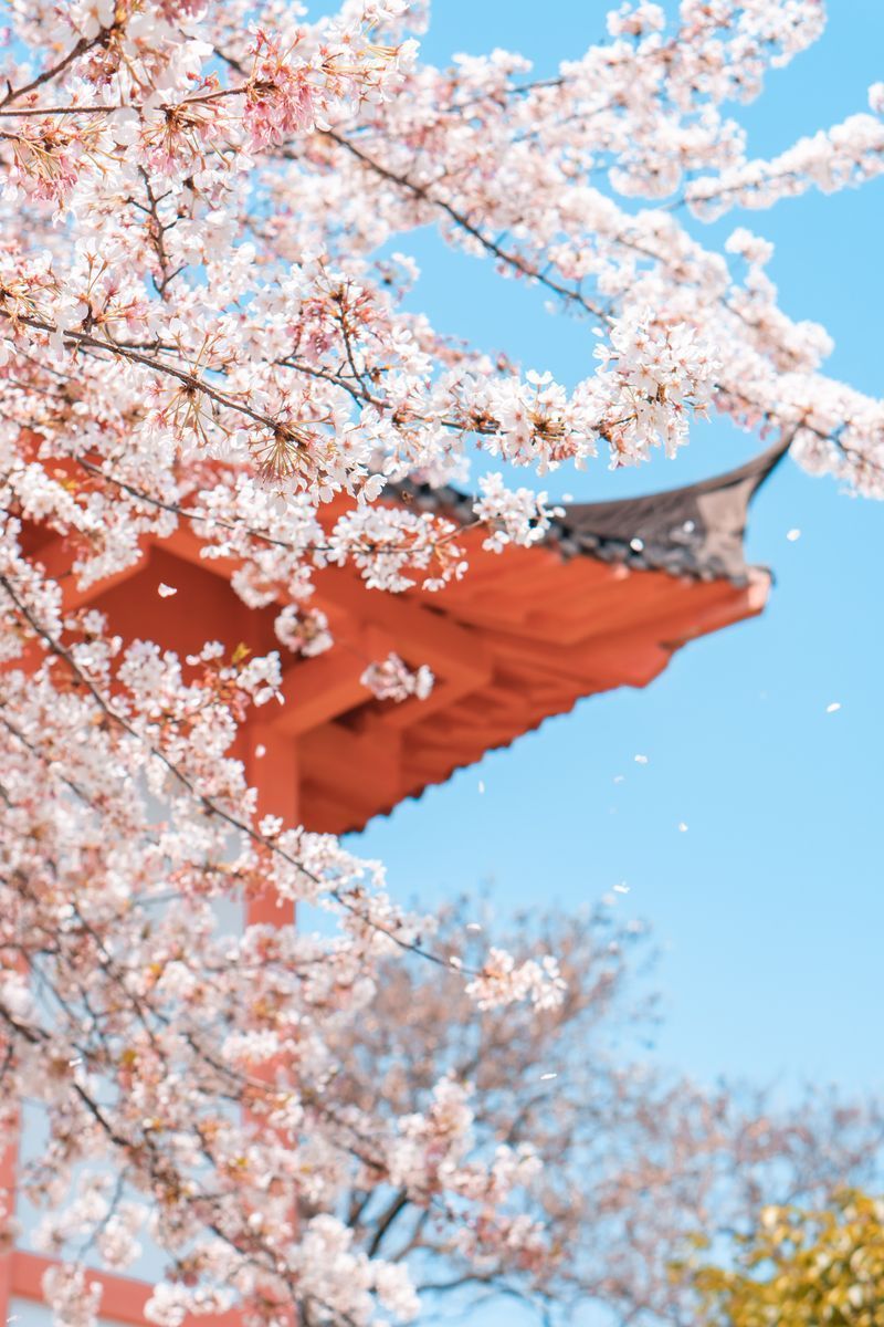 Cherry Blossom in Tokyo region of Japan