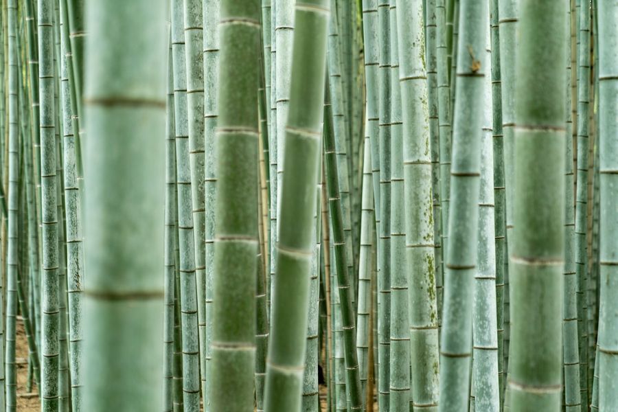 Arashiyama Bamboo Forest in undefined region of undefined