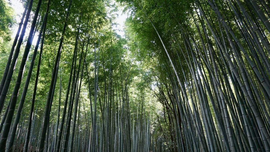 Arashiyama Bamboo Forest in undefined region of undefined