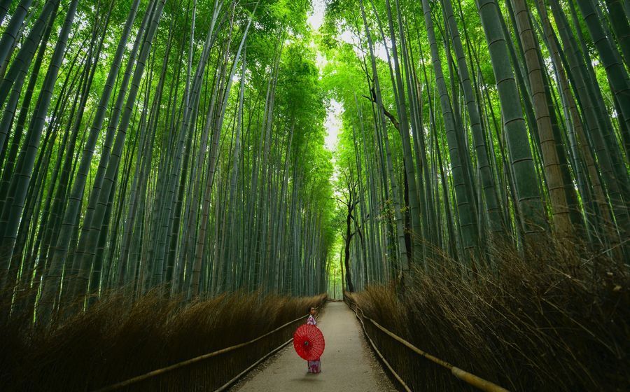 Arashiyama Bamboo Forest in undefined region of undefined