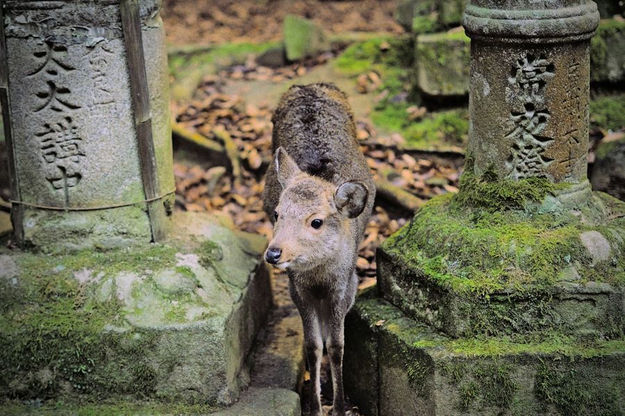 Nara Park in undefined region of undefined