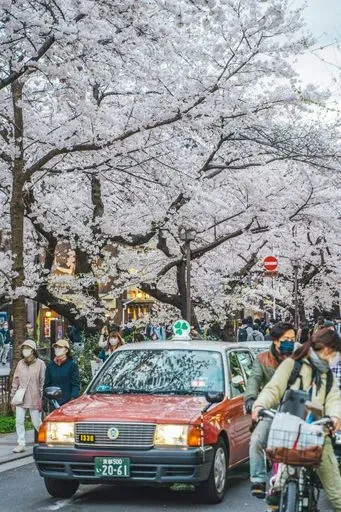 Kyoto Sakura Spots activity image