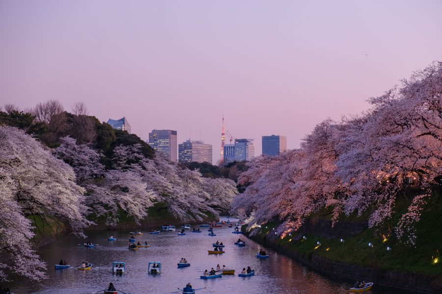 Cherry Blossom in Tokyo region of Japan