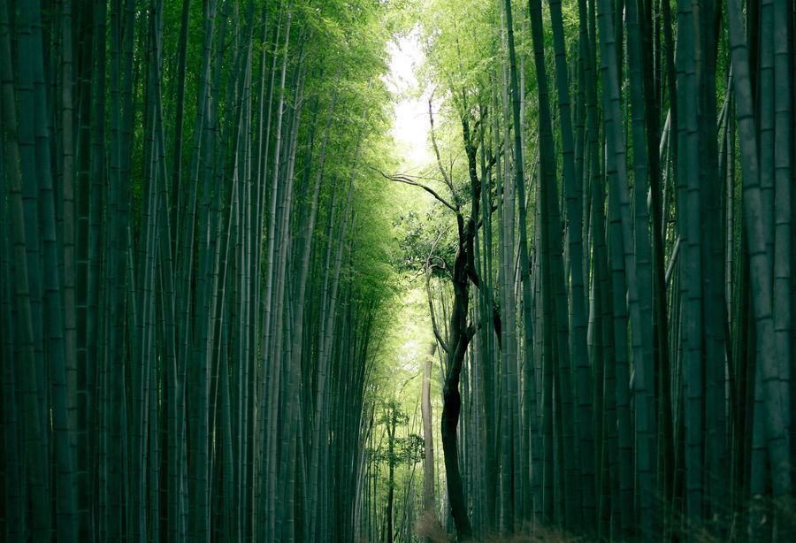 Arashiyama Bamboo Forest in undefined region of undefined