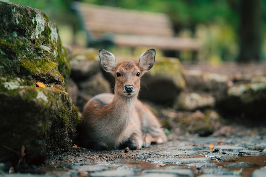 Nara Park in undefined region of undefined