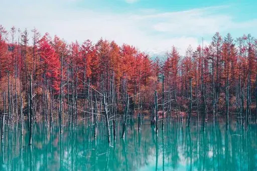 Shirogane Blue Pond in Furano/Biei region of Japan