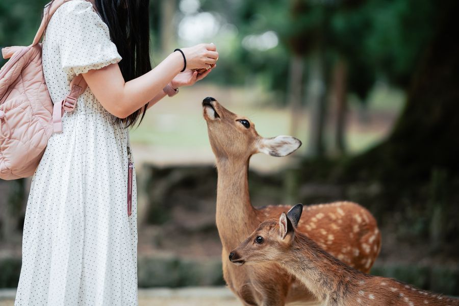 Nara Park in undefined region of undefined