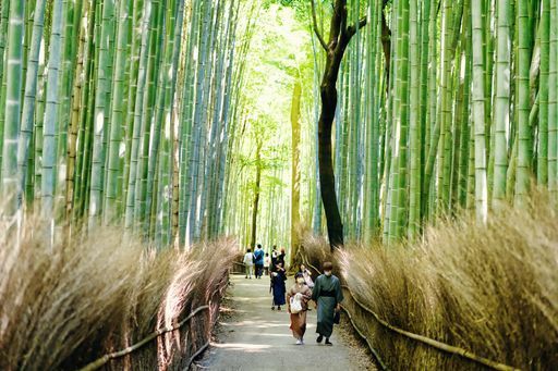 Arashiyama Bamboo Forest activity image