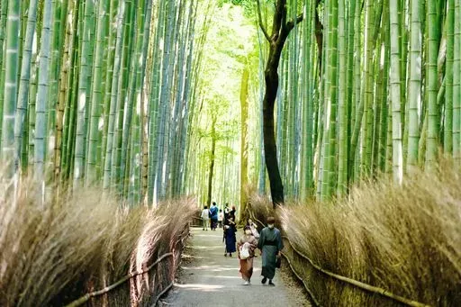 Arashiyama Bamboo Forest in Kyoto region of Japan