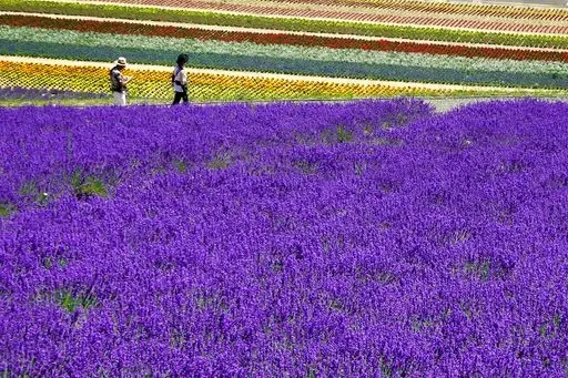 Farm Tomita in Furano/Biei region of Japan