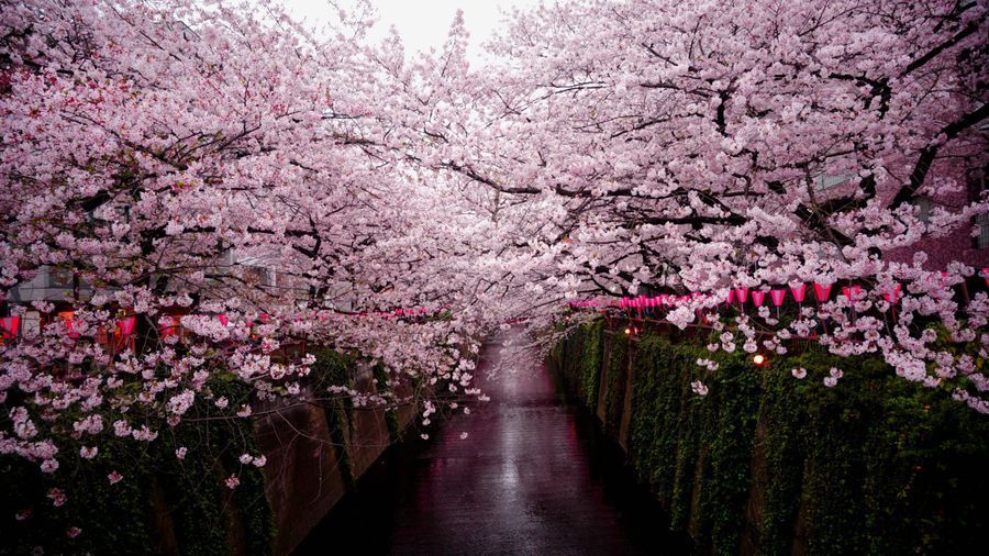 Cherry Blossom in Tokyo region of Japan