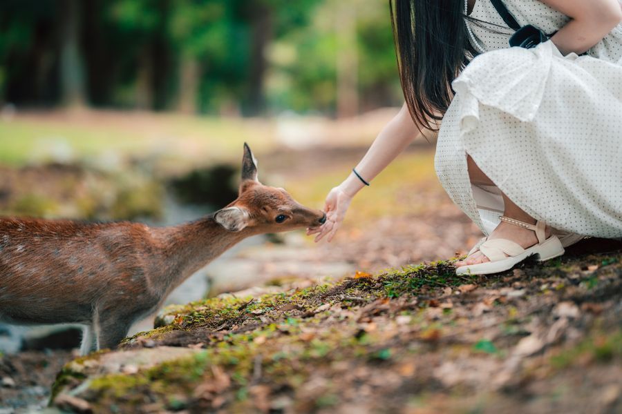 Nara Park in undefined region of undefined