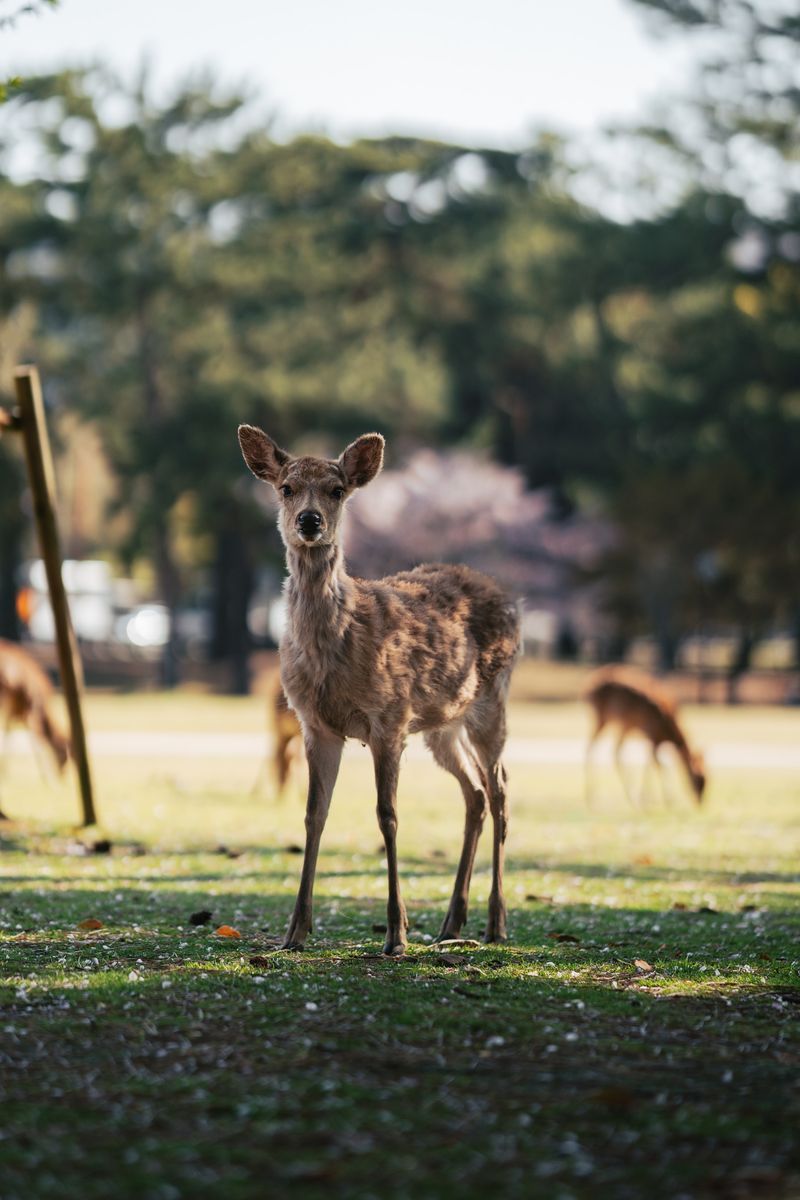 Nara Park in undefined region of undefined