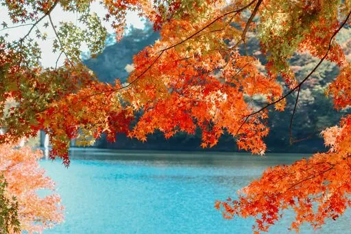 Momiji Corridor Lake Kawaguchi in Fuji region of Japan