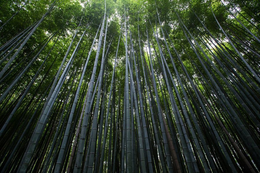 Arashiyama Bamboo Forest in undefined region of undefined