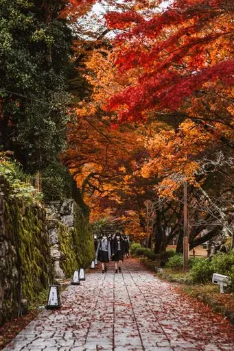 Momiji Viewing in Tokyo region of Japan
