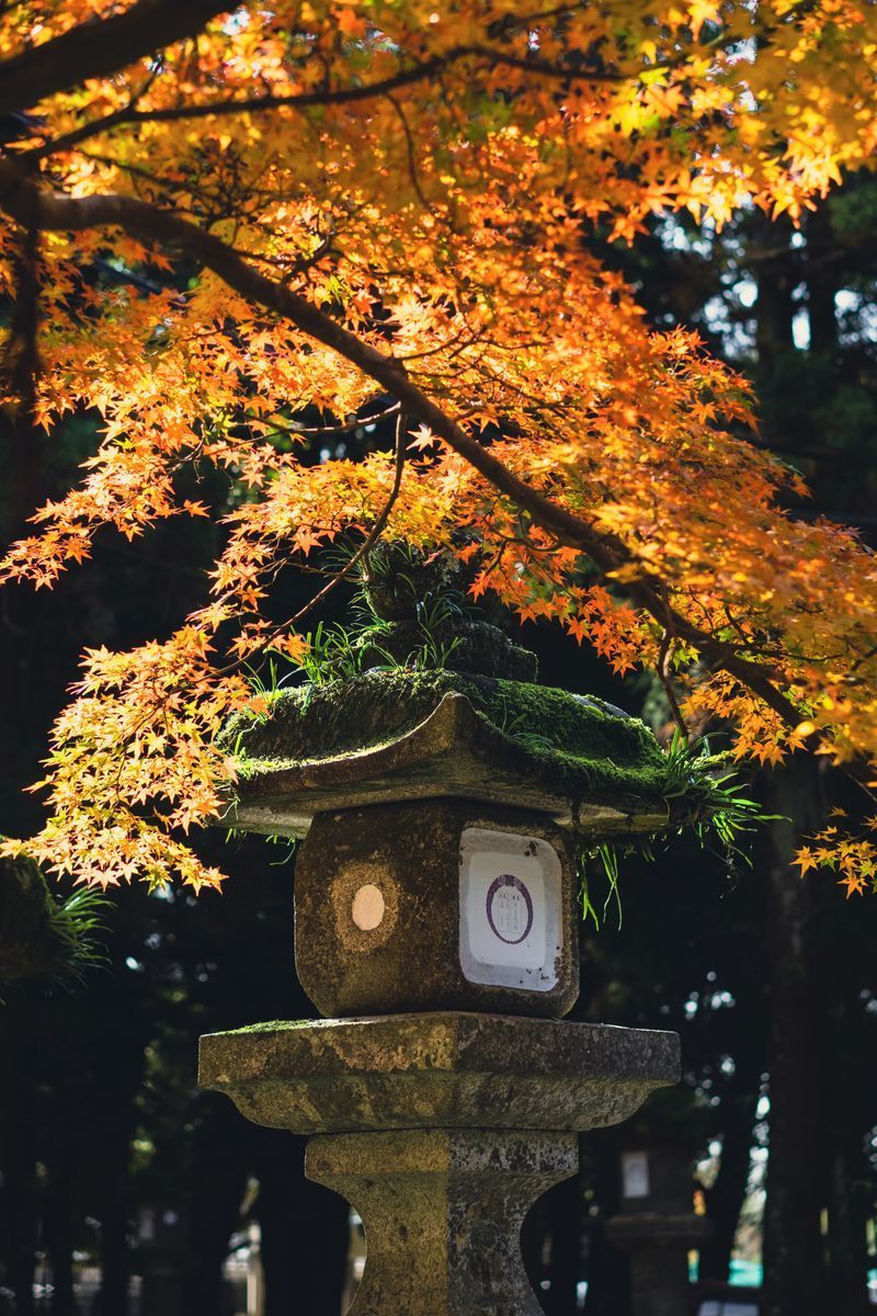 Nara Park in undefined region of undefined