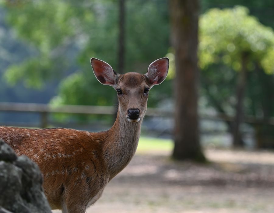 Nara Park in undefined region of undefined