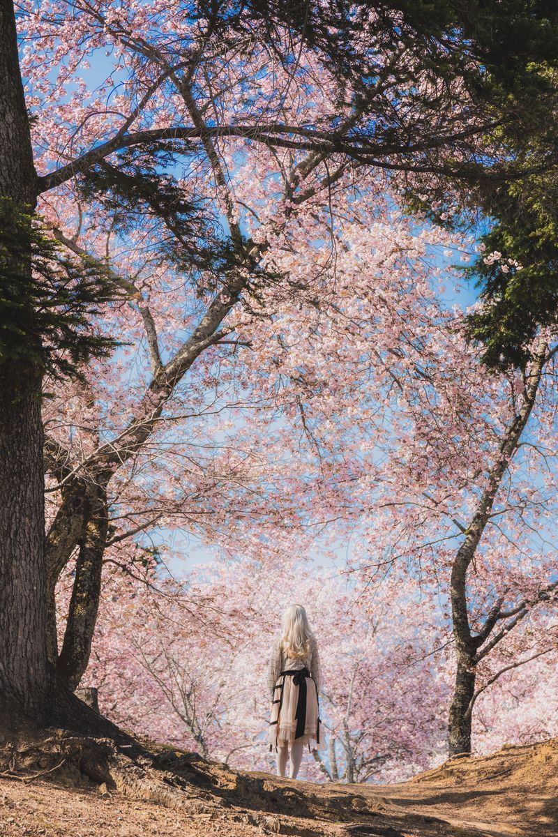 Nara Park in undefined region of undefined