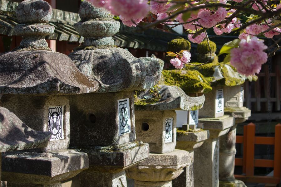 Nara Park in undefined region of undefined