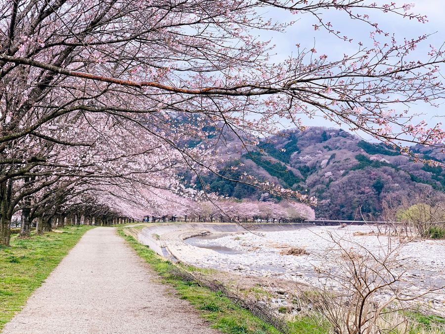 Cherry Blossom in Tokyo region of Japan