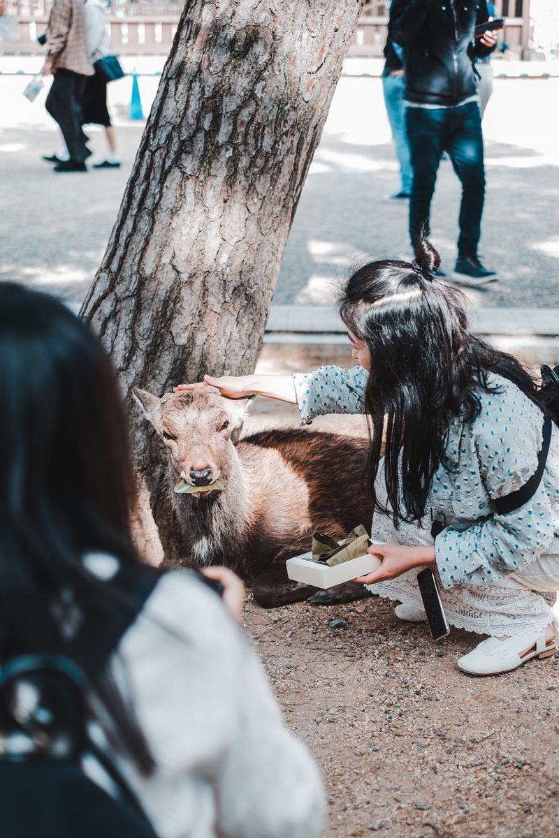 Nara Park in undefined region of undefined