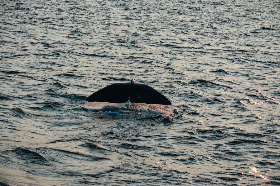 Sperm Whale Safari in undefined region of undefined