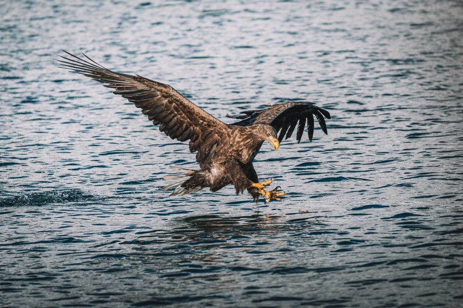 Trollfjord Sea Eagle Safari in undefined region of undefined