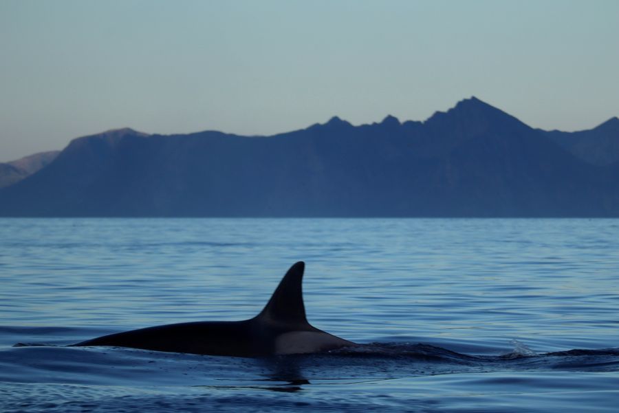 Sperm Whale Safari in undefined region of undefined