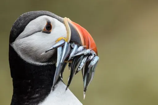 Puffin Safari in Andøya region of Lofoten Islands