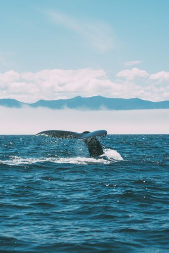 Sperm Whale Safari activity image