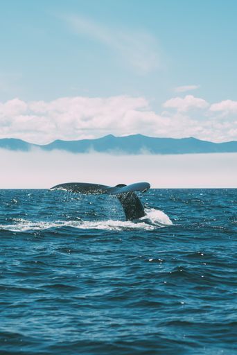 Sperm Whale Safari activity image
