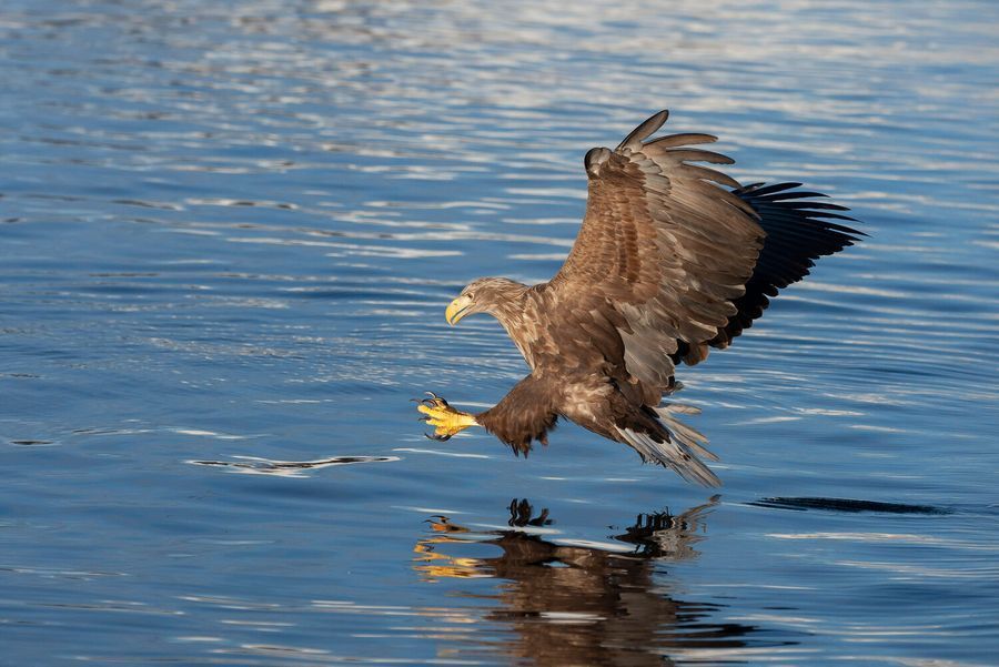 Trollfjord Sea Eagle Safari in undefined region of undefined