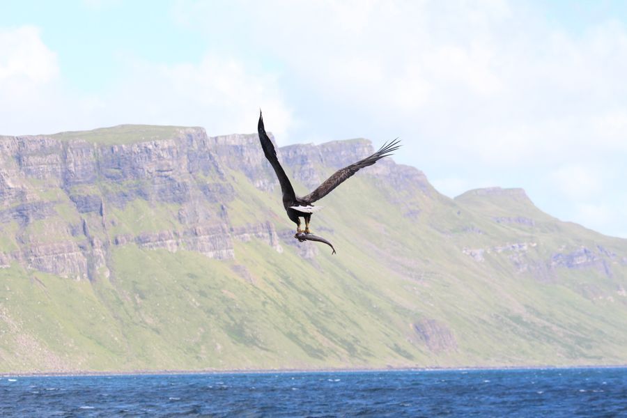 Trollfjord Sea Eagle Safari in undefined region of undefined