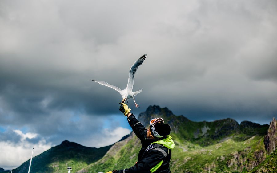 Trollfjord Sea Eagle Safari in undefined region of undefined