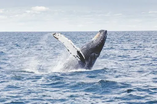 Polar Whale Safari in Tromsø region of Lofoten Islands