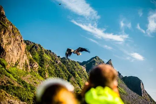 Trollfjord Sea Eagle Safari in Svolvær region of Lofoten Islands