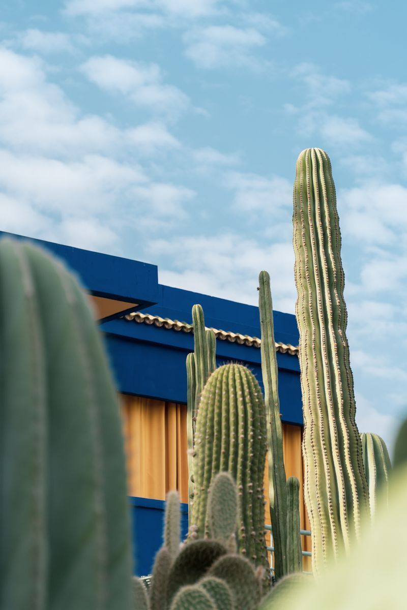 Jardin Majorelle in undefined region of undefined