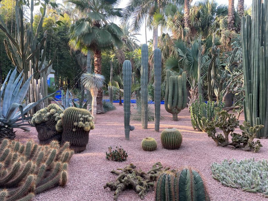 Jardin Majorelle in undefined region of undefined