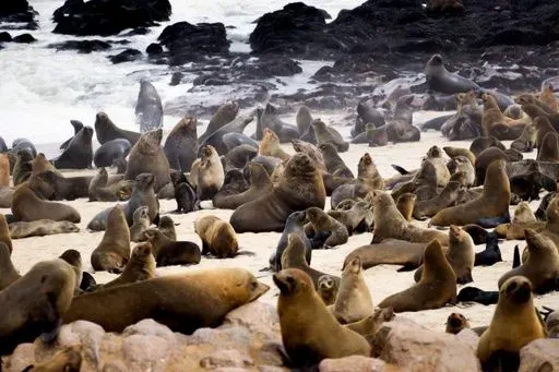 Cape Cross Seal Reserve in Walvis Bay region of Namibia