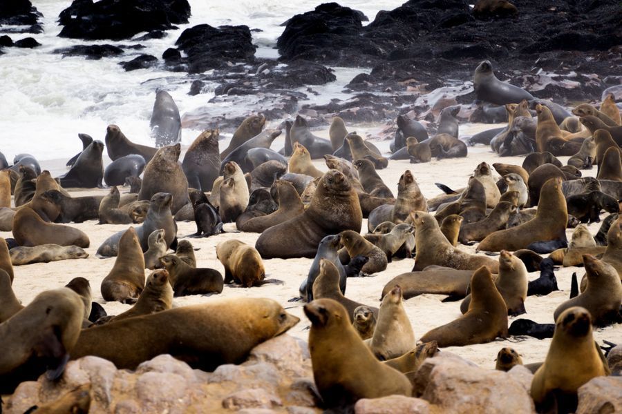 Cape Cross Seal Reserve in undefined region of undefined