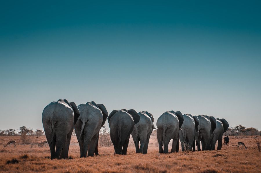 Safari in Etosha in undefined region of undefined