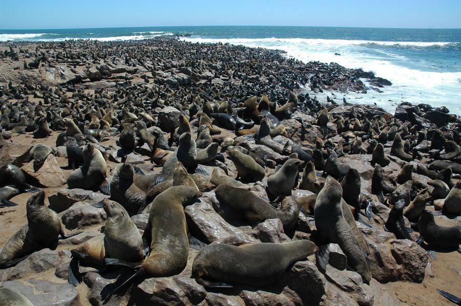 Cape Cross Seal Reserve in undefined region of undefined