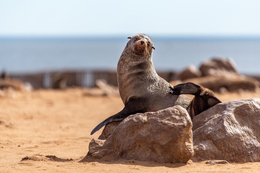 Cape Cross Seal Reserve in undefined region of undefined