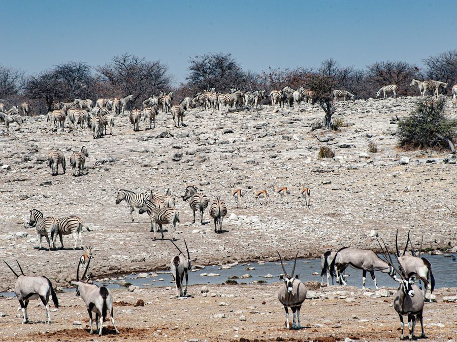 Safari in Etosha in undefined region of undefined