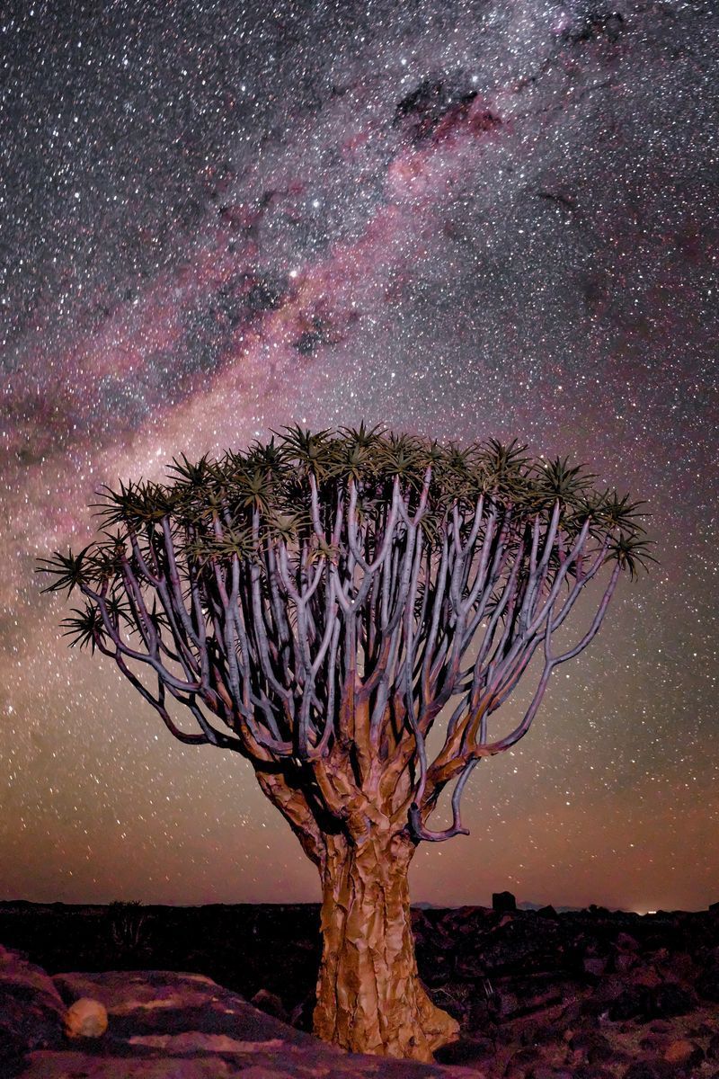 Quiver Tree Forest in undefined region of undefined