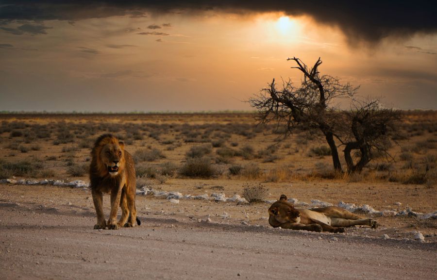 Safari in Etosha in undefined region of undefined