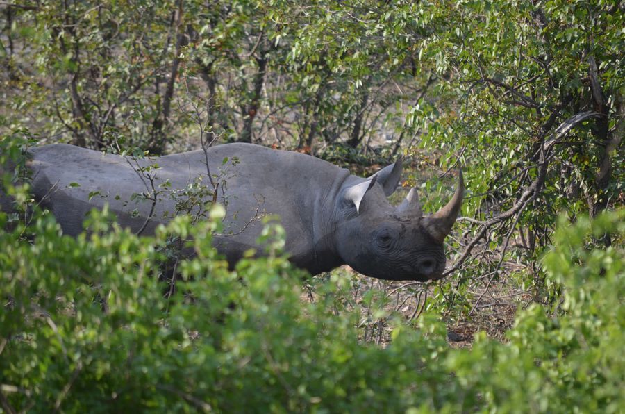 Safari in Etosha in undefined region of undefined