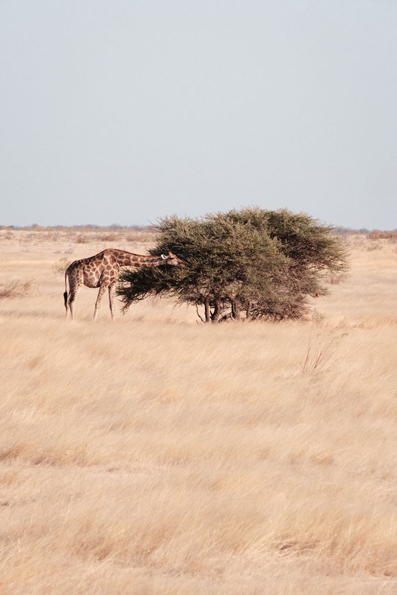 Safari in Etosha in undefined region of undefined